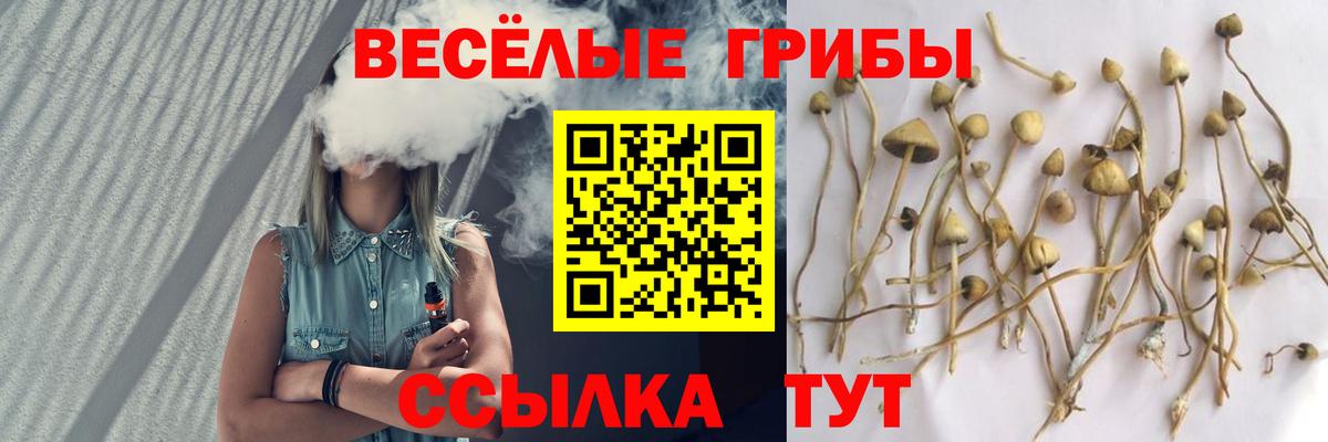 купить наркоту  Вход с VPN  Шебекино  Галлюциногенные грибы GOLDEN TEACHER 